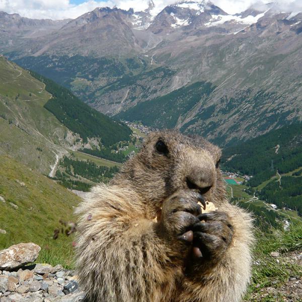 Tchao marmotte